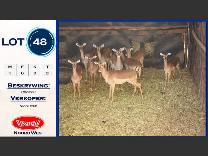 Rooibokke