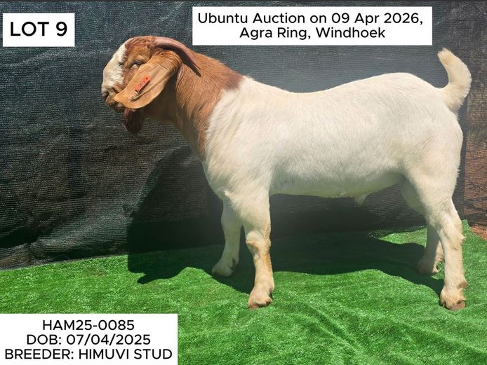 HAM25-0085 | HIMUVI MBINGENEEKO