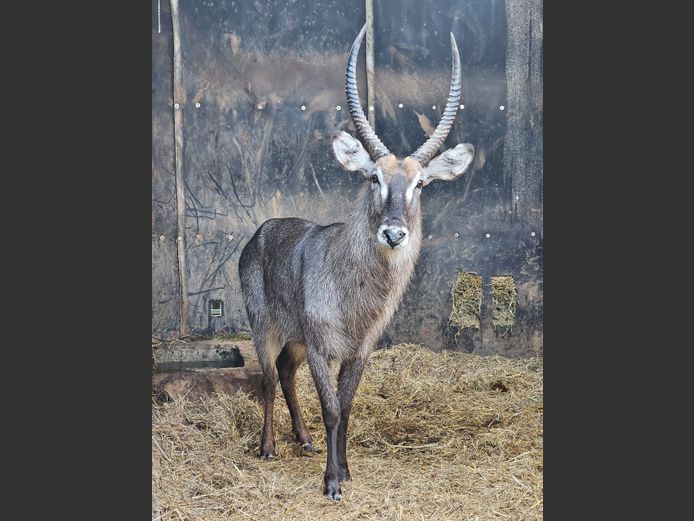 WATERBOK | MOUNT STUART BOERDERY