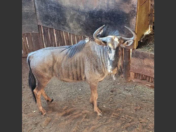BLUE WILDEBEEST | RHINO