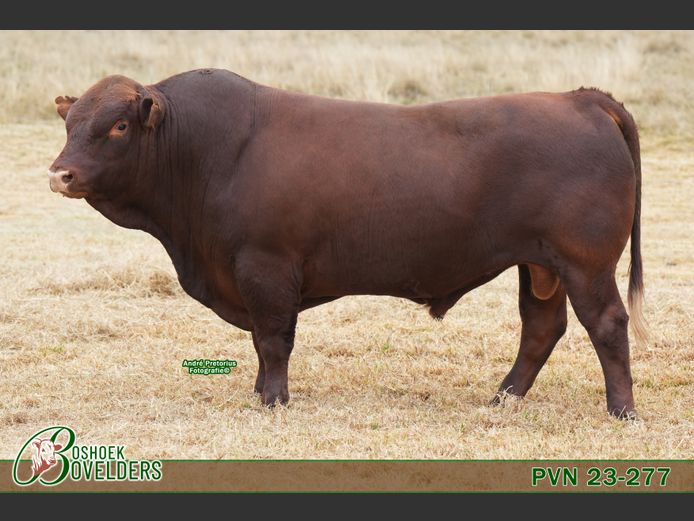 PVN230277 | Boshoek Bovelders