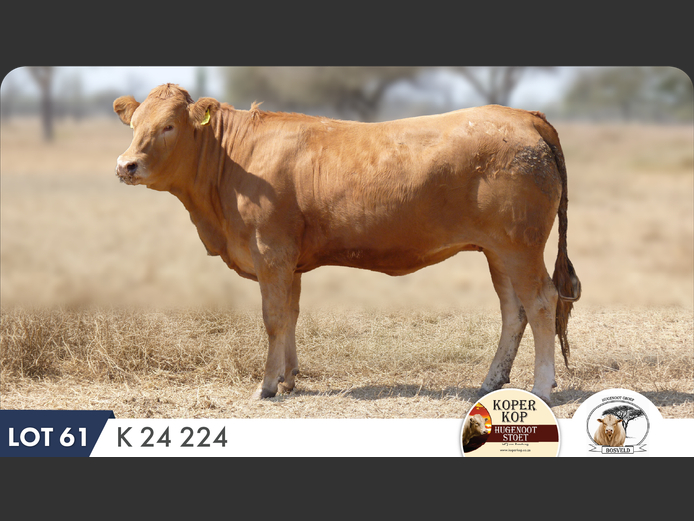 K240224 | KOPERKOP HUGENOOT STOET