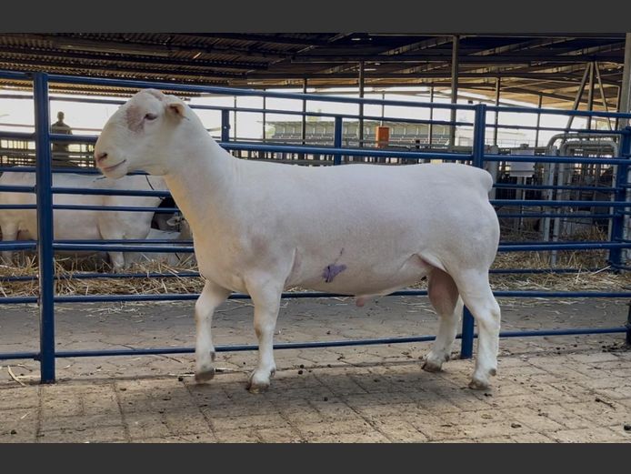 Johan Maritz jr. Witdorpers