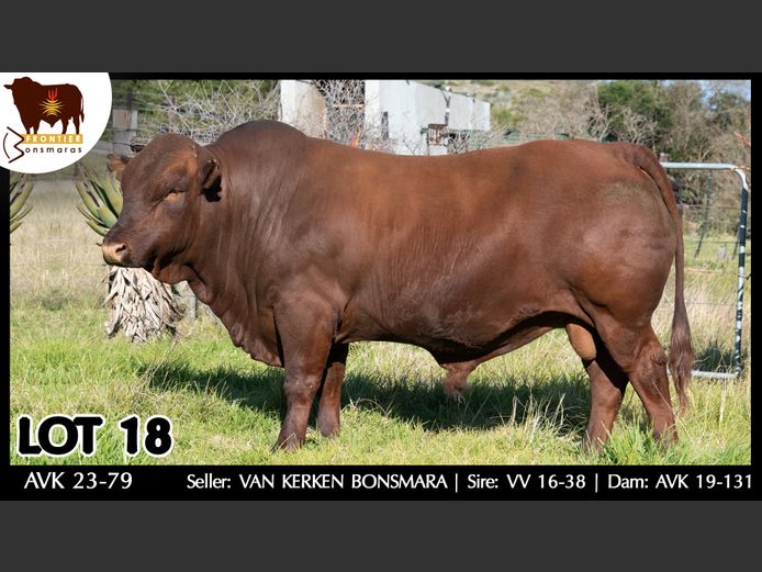 AVK 230079 | VAN KERKEN BONSMARA