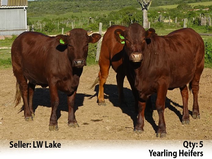 Commercial Animals | LW Lake