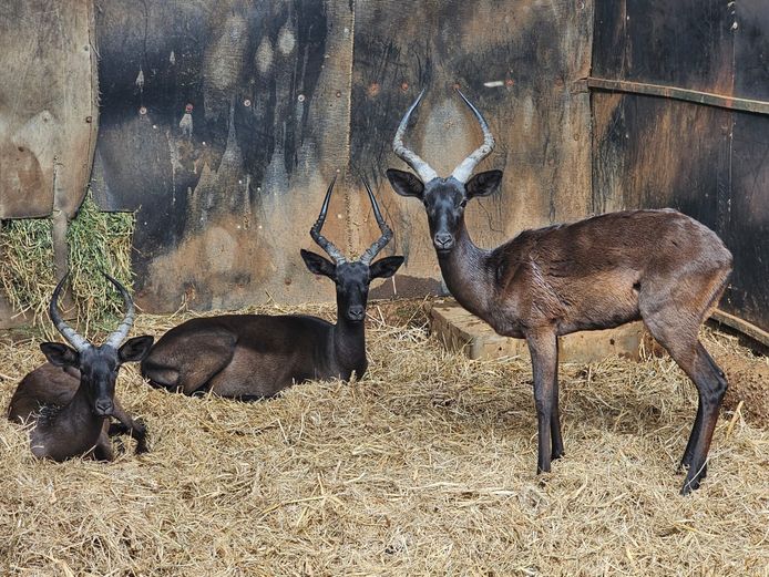 BLACK IMPALA | SAVANNAH