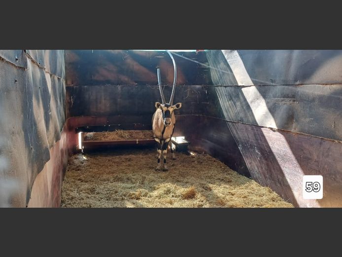GEWONE GEMSBOK | AL BADENHORST
