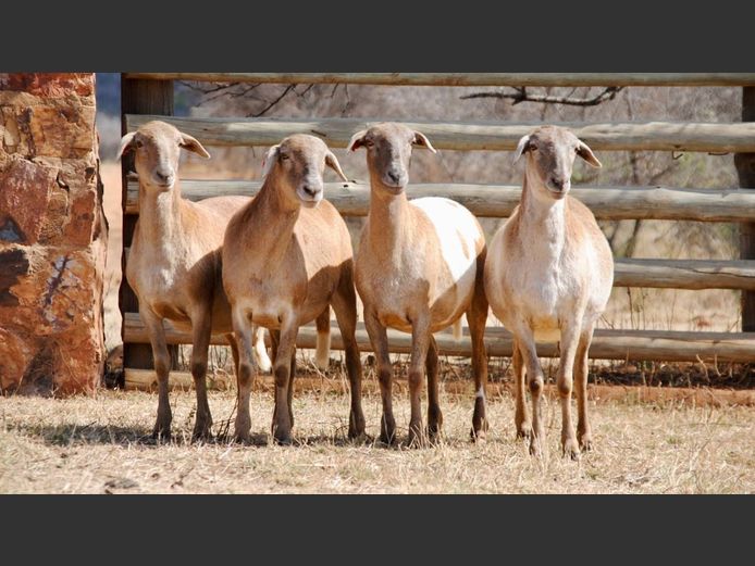 826 | WF Strydom - Voorwaarts Boerdery