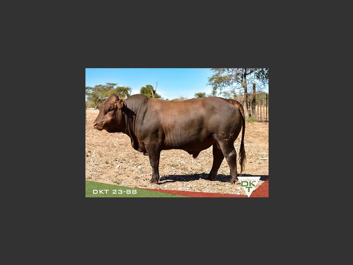 DKT 230088 | DKT BONSMARA