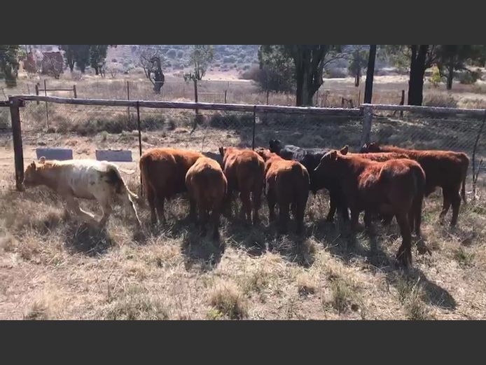 Weaners | Greg Bradfield