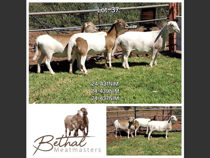 24-431 NIM | 24-439 NIM | 24-437 NIM | BETHAL MEATMASTERS