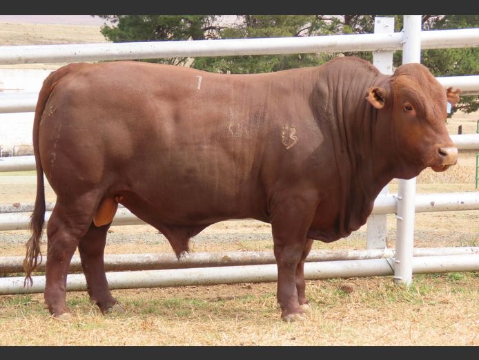 WDS 230077 | SWAERSHOEK BONSMARAS