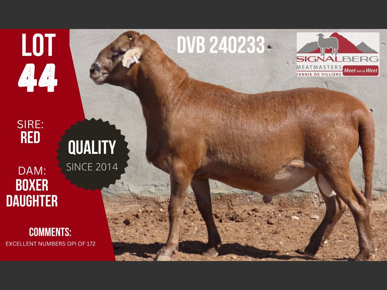 Lot 44 | SIGNALBERG MEATMASTERS 12TH MEATMASTER RAM AUCTION | SwiftVEE ...