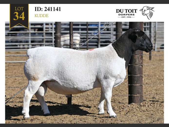241141 | DU TOIT DORPERS