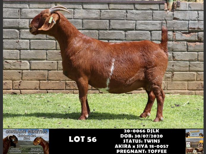 20-0066 DJLK | DIRK LOUW