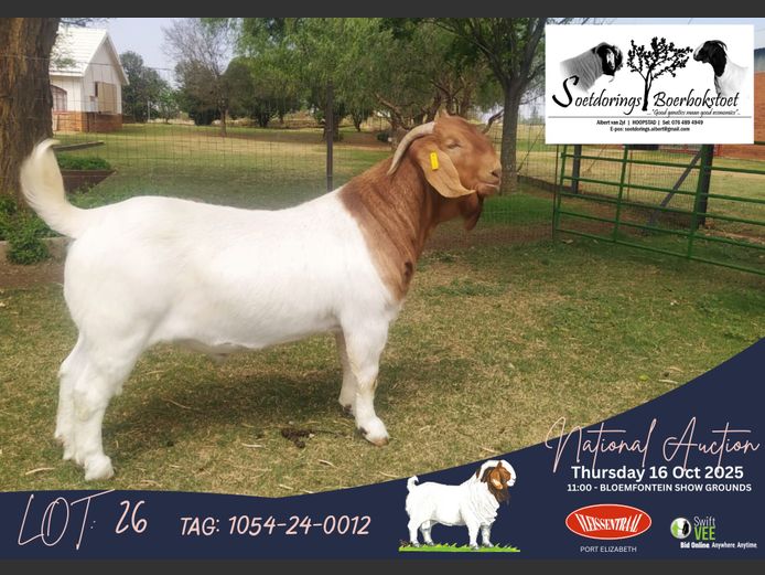 1054-24-0012 | Albert van Zyl (Soetdorings Boerbokstoet)