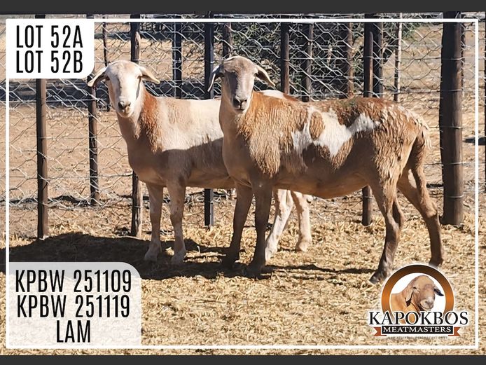 KPBW251109 | Kapokbos Meatmasters