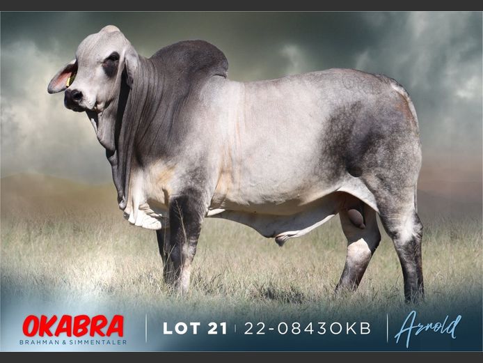 22-0843OKB | OKABRA BRAHMAN