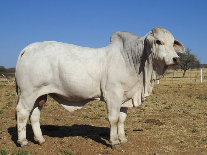22-0115ERP | HARROBI BRAHMAN