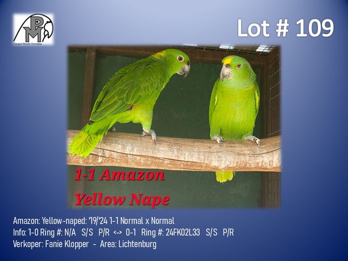 1-1 '19/'24 Amazon: Yellow-naped: Normal x Normal - Fanie Klopper