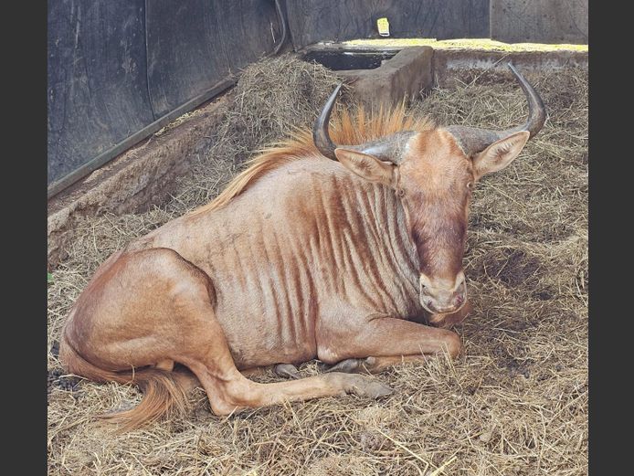 GOUE WILDEBEES | SCHOEMAN BOERDERY