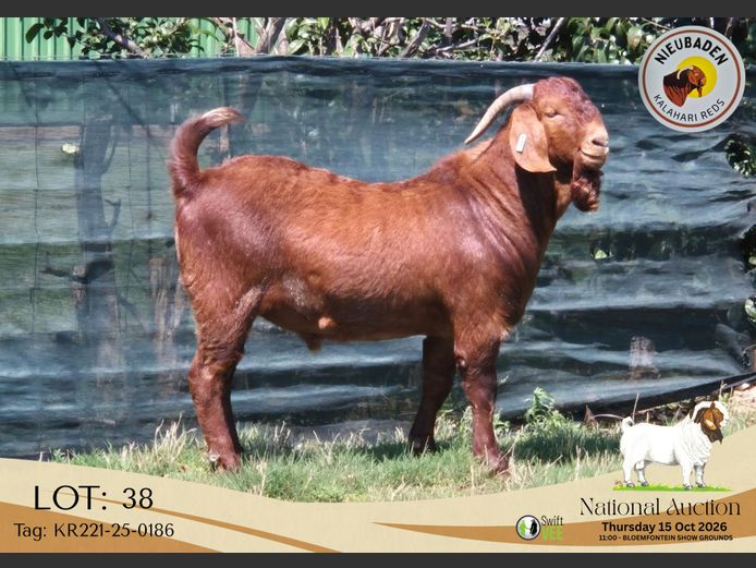 KR221-25-0186 | Nieubaden Kalahari Reds