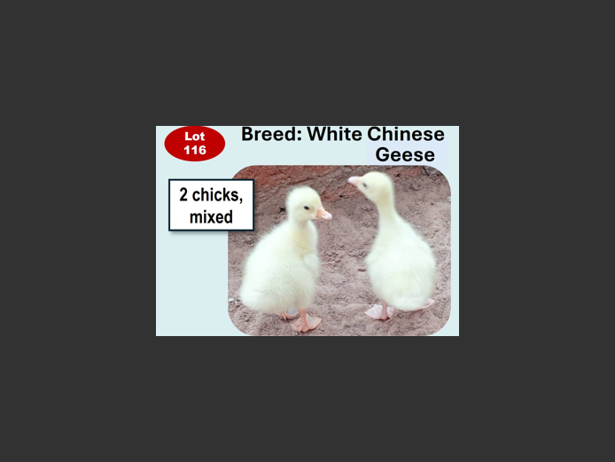 WHITE CHINESE GEESE | ANNUAL MYTILUS AND ELOFF