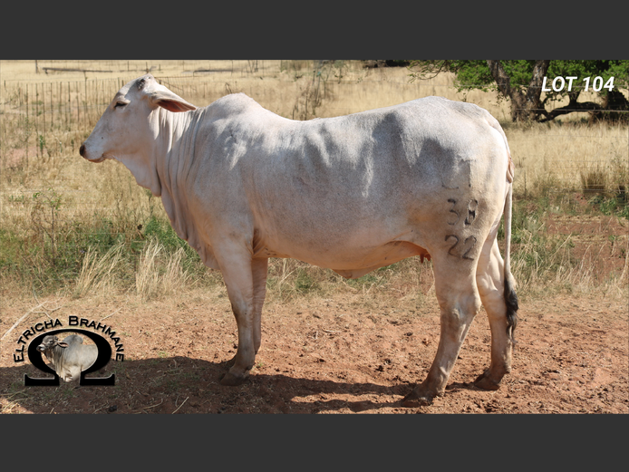 Commercial Animals | ELTRICHA BRAHMANE