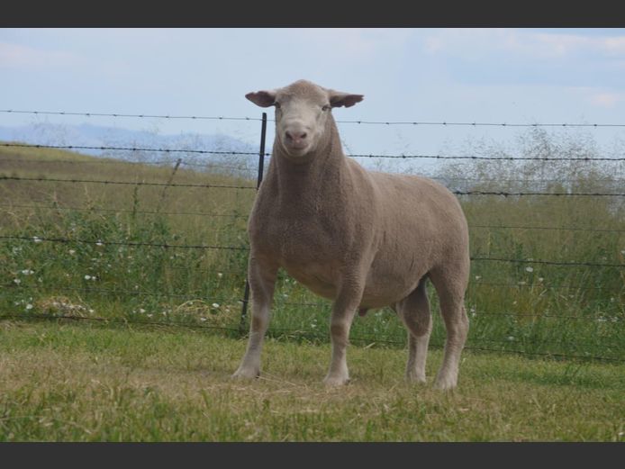 T 240128 | TWEE BROERS DORMER STOET