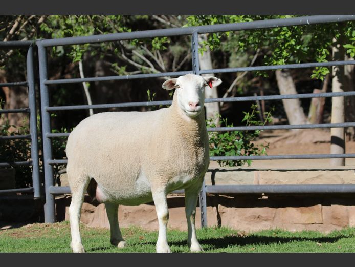 DZ 220181 | 2 STEYNS BOERDERY