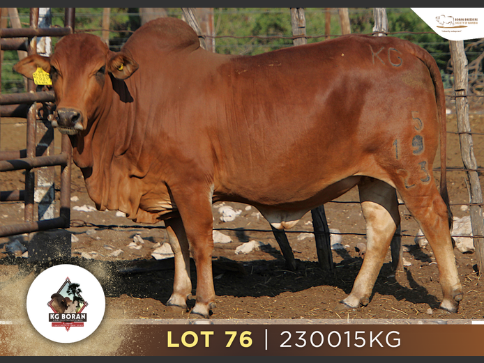 23-0015KG | GUNZEL BORAN
