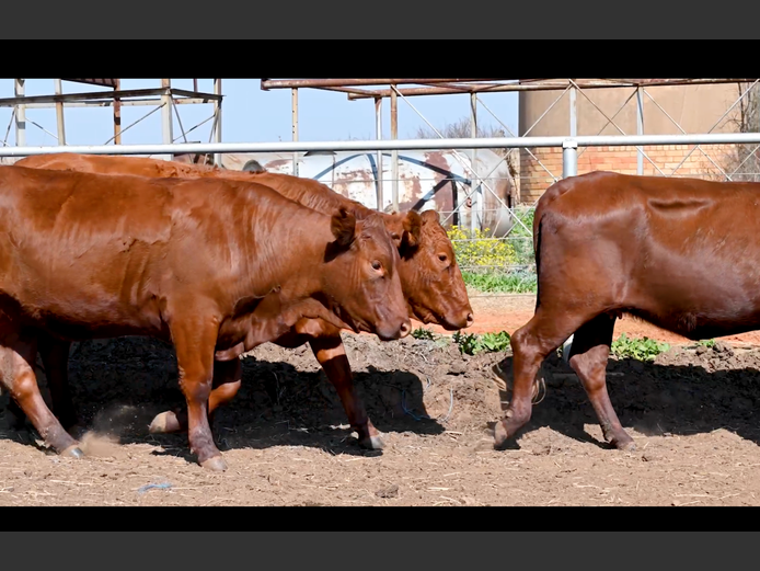 Commercial Animals | PE ROUX