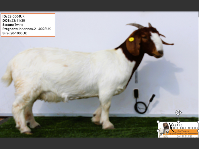 23-0004UK | Kahaze Boergoat Stud