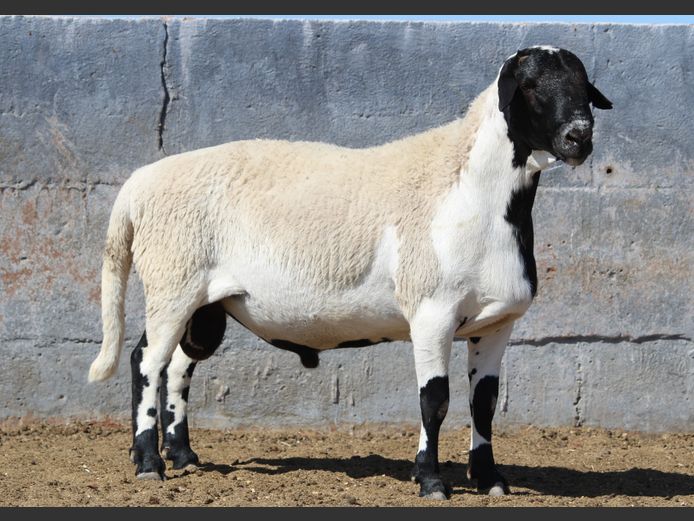 CRL 24.045 | Riaan Liebenberg - Hanri Meatmasters, Upington