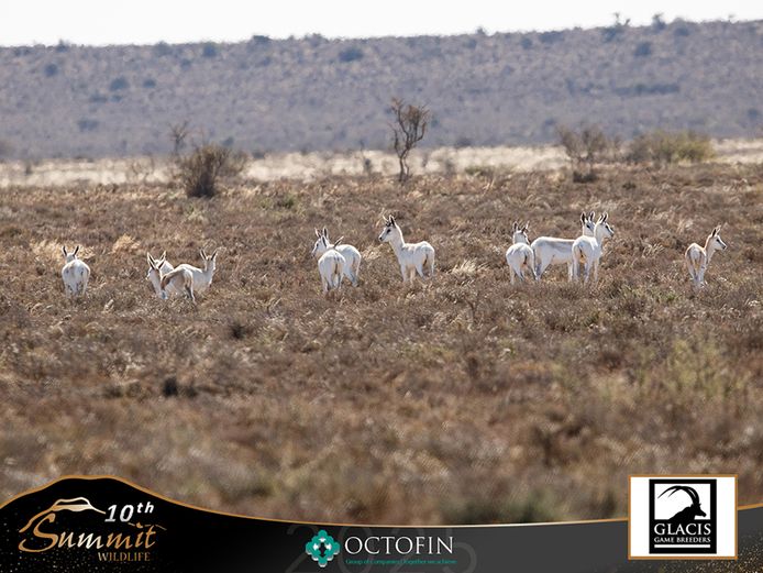 White Springbok Mixed Group
