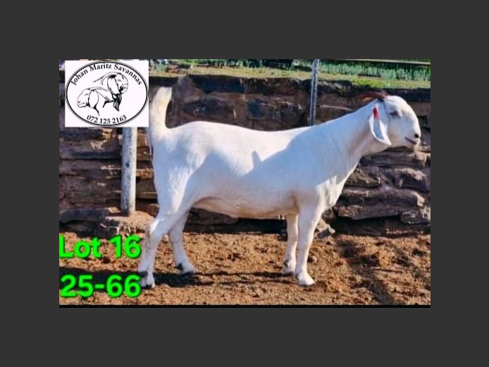 47 25 66 | Johan Maritz Savannas