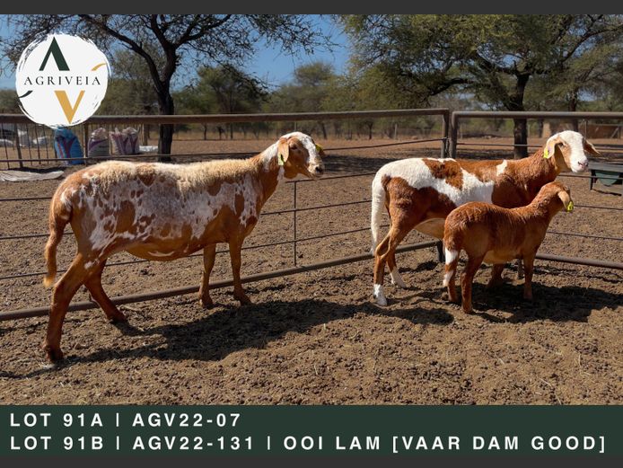 AGV 22 07 | AANGETEKEN | Christo Carstens - Agriveia Meatmasters