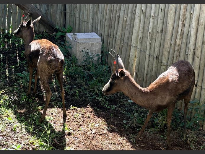 Swart Springbok Ooie