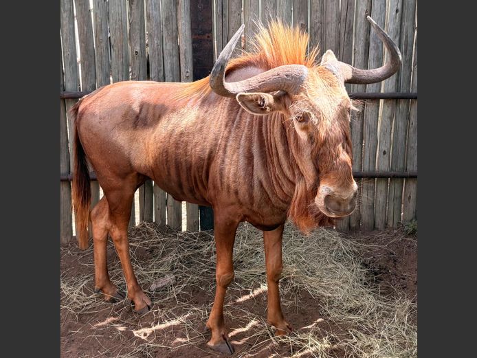 Goue Wildebees Bul