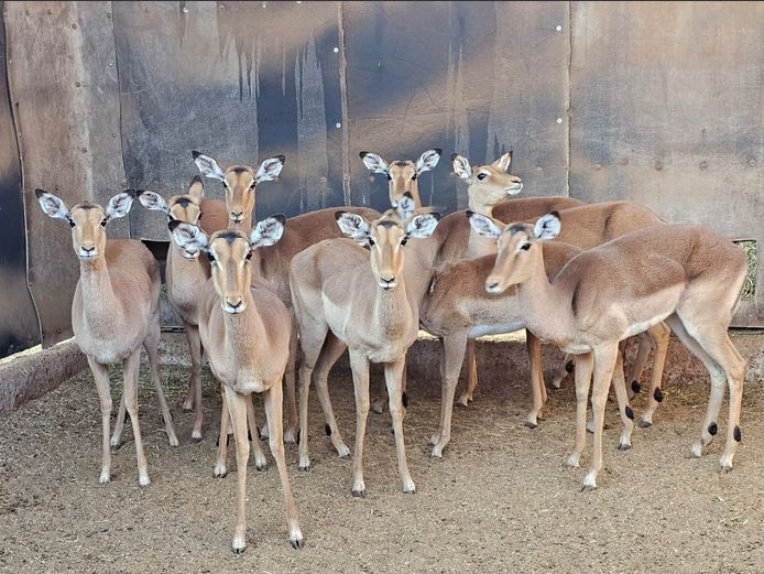 IMPALA | PWAB BDY