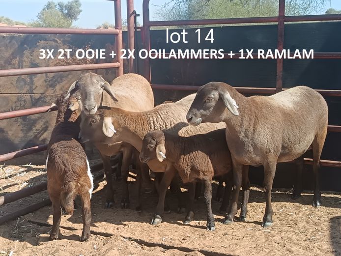 CL 25148 | COENIE VD MERWE
