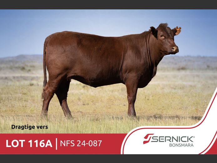 NFS 240087 | SERNICK BONSMARA STOET