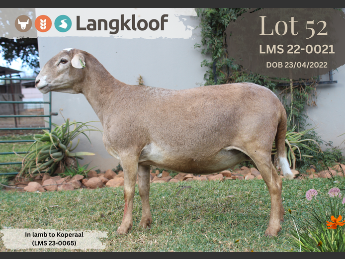 LMS 220021 | LANGKLOOF GAME FARM