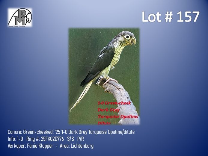 1-0 '25 Conure: Green-cheeked: Dark Grey Turquoise Opaline/dilute - Fanie Klopper