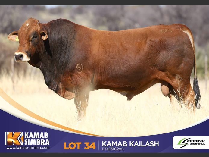 DM231628C | KAMAB SIMBRA