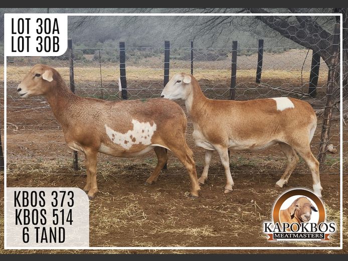 KBOS373 | Kapokbos Meatmasters