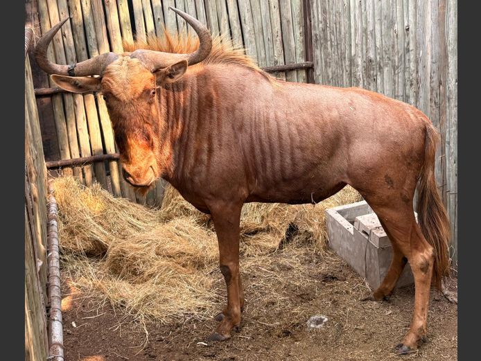 Goue Wildebees Bul