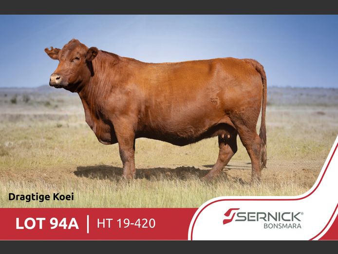 HT 190420 | SERNICK BONSMARA STOET