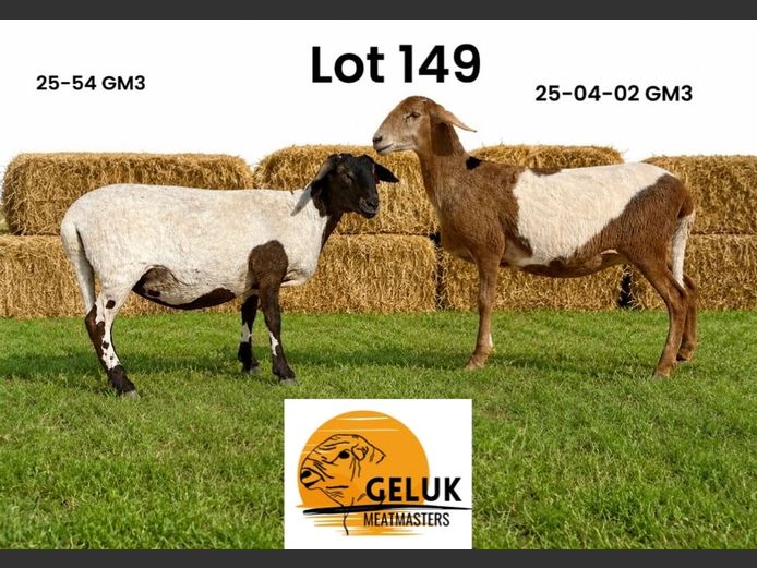 25-54GM3 | 25-04-02GMS | LOUIS KLAZINGA
