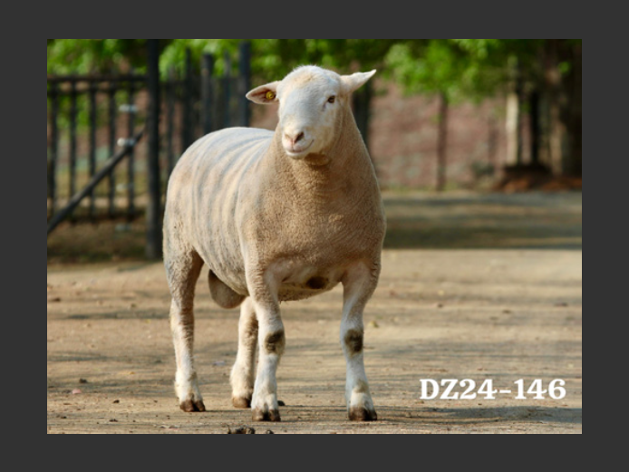 DZ 240146 | 2 STEYNS BOERDERY